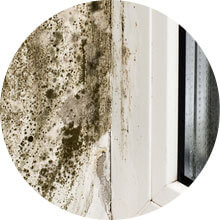 mold remedy